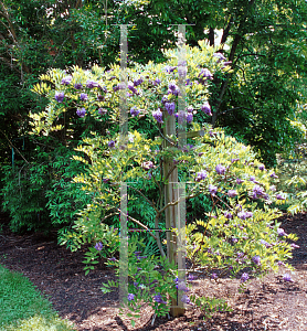 Picture of Wisteria frutescens 'Amethyst Falls'