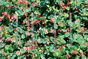 Picture of Lonicera sempervirens 'Magnificia'