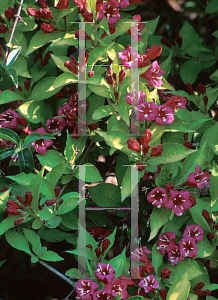 Picture of Weigela florida 'Rubidor'