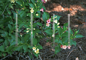 Picture of Weigela florida 'Versicolor'