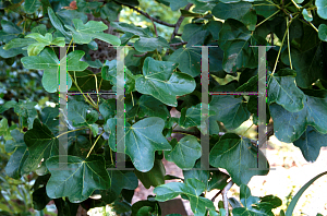 Picture of Liquidambar styraciflua 'Rotundiloba'