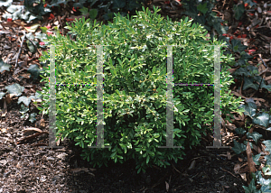 Picture of Buxus microphylla var. koreana 