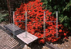 Picture of Rhododendron (subgenus Azalea) 'Wolfpack'