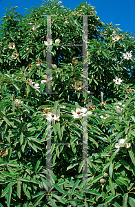 Picture of Manglietia yunnanensis 