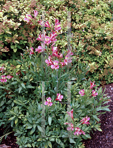 Picture of Alstroemeria x 'Freedom'