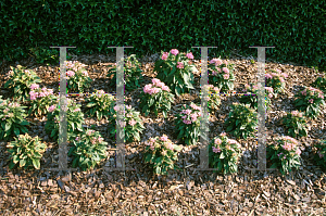 Picture of Pentas lanceolata 