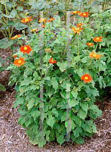 Picture of Tithonia rotundifolia 