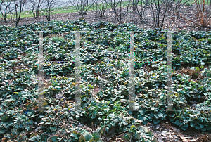 Picture of Pachysandra procumbens 