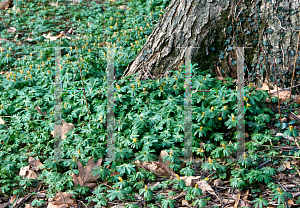 Picture of Eranthis hyemalis 