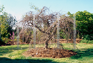 Picture of Ulmus alata 'Lace Parasol'