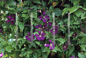 Picture of Clematis (z)(Viticella Group) 'Etiole Violette'