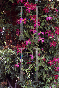 Picture of Clematis (z)(Viticella Group) 'Madame Julia Correvon'