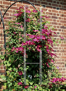 Picture of Clematis (z)(Jackmanii Group) 'Madame Edourd Andre'