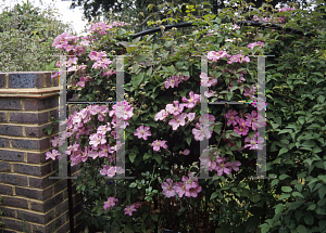 Picture of Clematis (z)(Jackmanii Group) 'Comtesse de Bouchard'