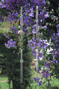 Picture of Clematis (z)(Jackmanii Group) 'Perle d'Azur'