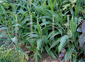Picture of Setaria palmifolia 