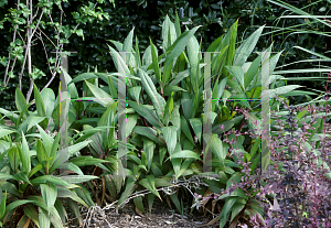 Picture of Setaria palmifolia 