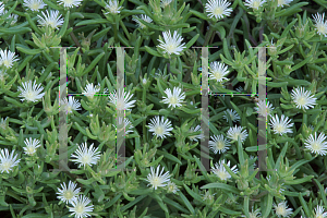 Picture of Delosperma parleum 