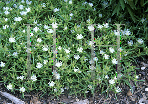 Picture of Delosperma parleum 