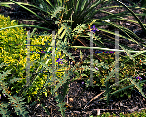 Picture of Solanum pyracanthum 