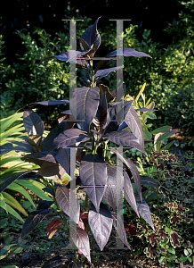 Picture of Pseuderanthemum atropurpureum 