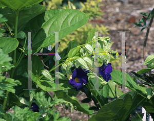 Picture of Thunbergia battiscombei 