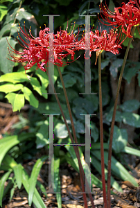 Picture of Lycoris radiata 