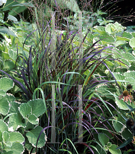 Picture of Panicum virgatum 'Shenandoah'