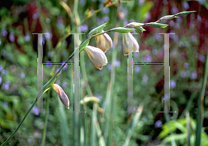 Picture of Gladiolus papilio 