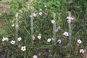 Picture of Ruellia tweediana 'Chi Chi'