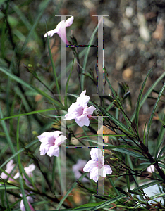 Picture of Ruellia tweediana 'Chi Chi'