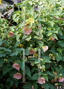 Picture of Abutilon  'Bella Mix'