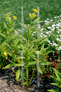 Picture of Asclepias curassavica 'Silky Gold'