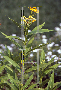 Picture of Asclepias curassavica 'Silky Gold'