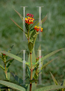 Picture of Asclepias curassavica 'Red Butterfly'