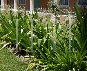 Picture of Hymenocallis caribaea 