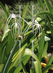 Picture of Hymenocallis caribaea 