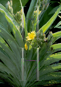 Picture of Hypoxis rooperi 