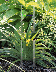 Picture of Hypoxis rooperi 