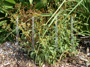 Picture of Stevia spp. 