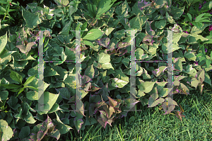 Picture of Ipomoea batatas 'Pink Frost'