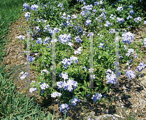 Picture of Plumbago auriculata 