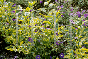 Picture of Duranta erecta 'Golden Edge'