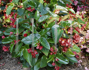 Picture of Begonia coccinea hybrids 'Dragon Wing Red'