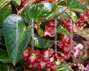 Picture of Begonia coccinea hybrids 'Dragon Wing Red'