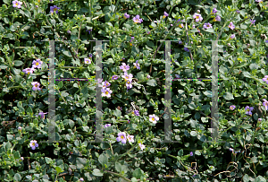 Picture of Bacopa monnieri 'Blue Showers'