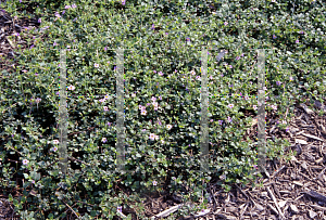 Picture of Bacopa monnieri 'Blue Showers'