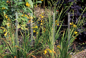 Picture of Crocosmia x crocosmiiflora 'George Davidson'