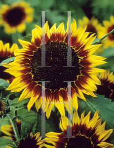 Picture of Helianthus annuus 'Ring of Fire'