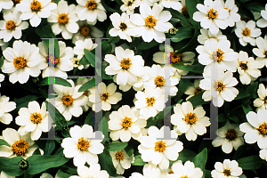 Picture of Zinnia x 'Profusion White'